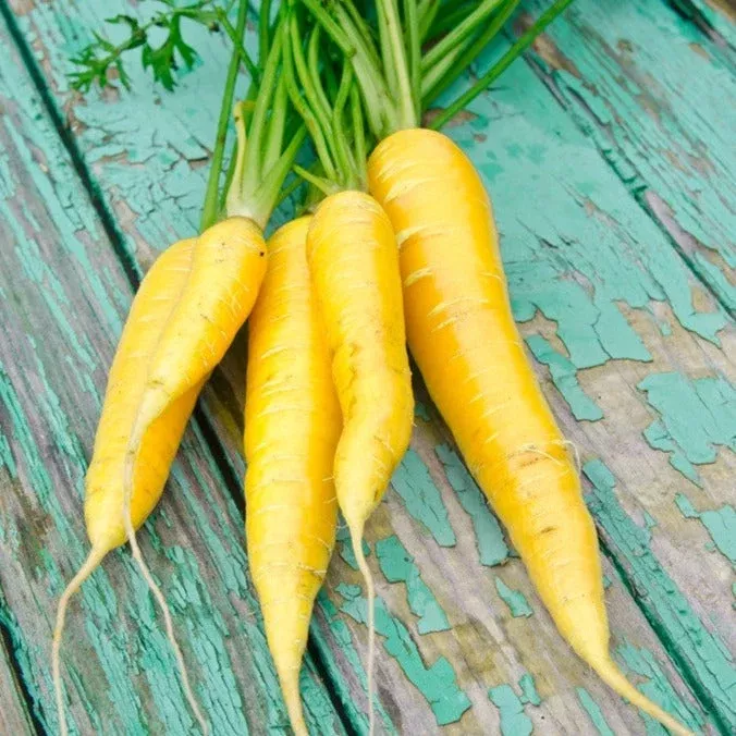 carrot-amarillo-yellow-8-long-seeds Carrot - Amarillo Yellow (8" Long) seeds