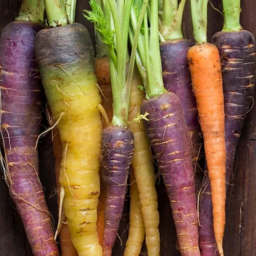 carrot-heritage-rainbow-blend-seeds Carrot - Heritage Rainbow Blend seeds