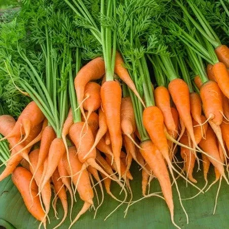 carrot-little-fingers-4-long-seeds Carrot - Little Fingers (4" Long) seeds