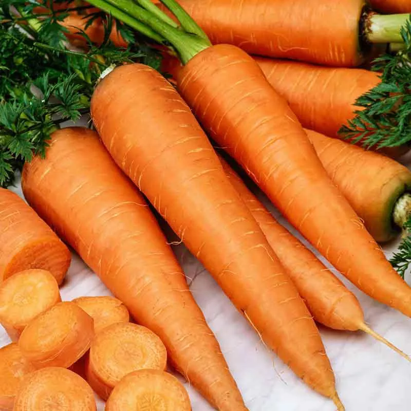 carrot-seeds-danvers-126 Carrot Seeds - Danvers 126