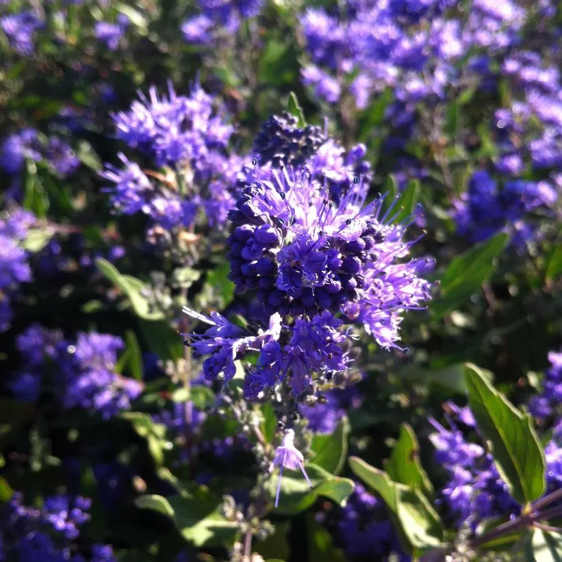 caryopteris-clandonensis-dark-knight-bluebeard Caryopteris clandonensis Dark Knight Bluebeard