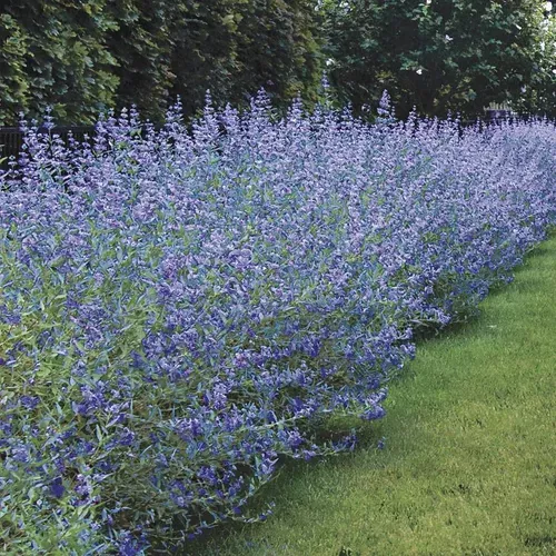 caryopteris-longwood-blue Caryopteris ‘Longwood Blue’