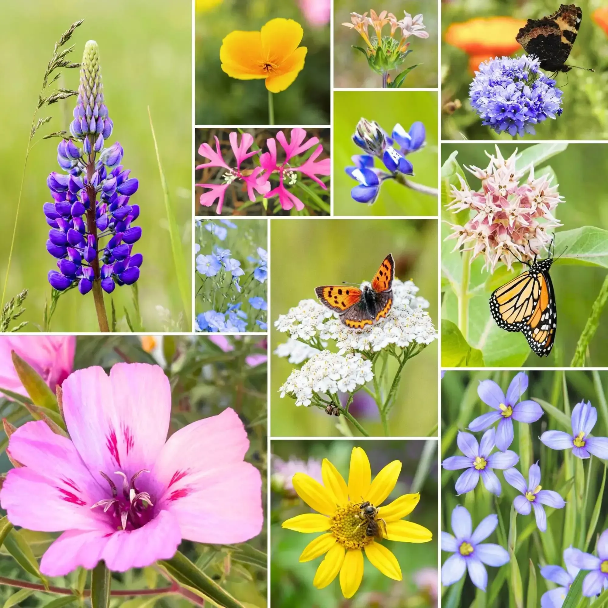 Cascade Bloom – Native Wildflower Mix