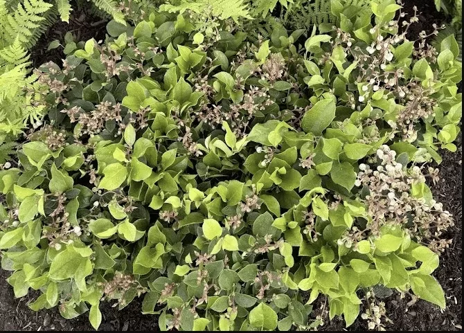 cascade-carpet-salal Cascade Carpet Salal