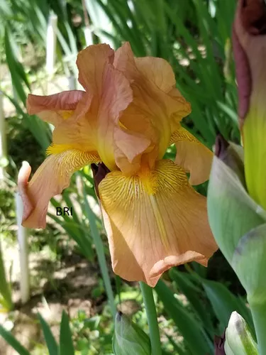 Cascade Splendor