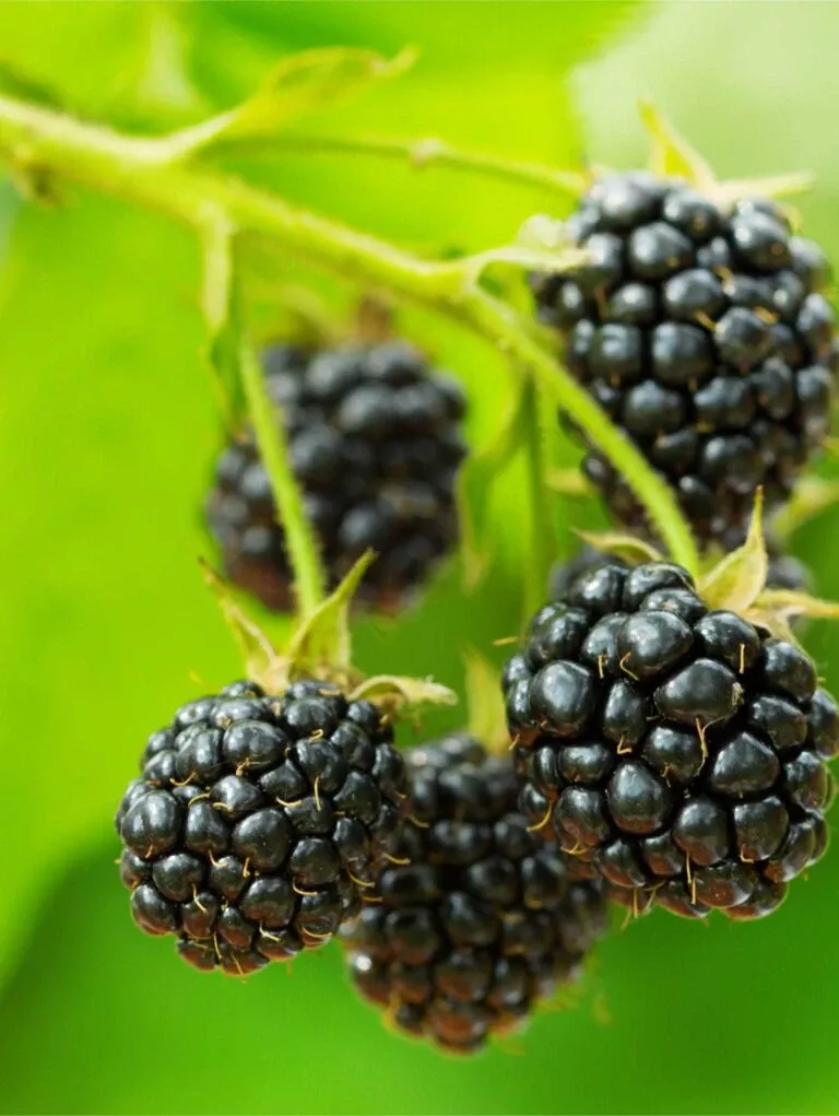 cascade-trailing-blackberry Cascade Trailing Blackberry