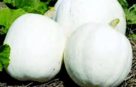 casper-pumpkin-seeds Casper Pumpkin Seeds