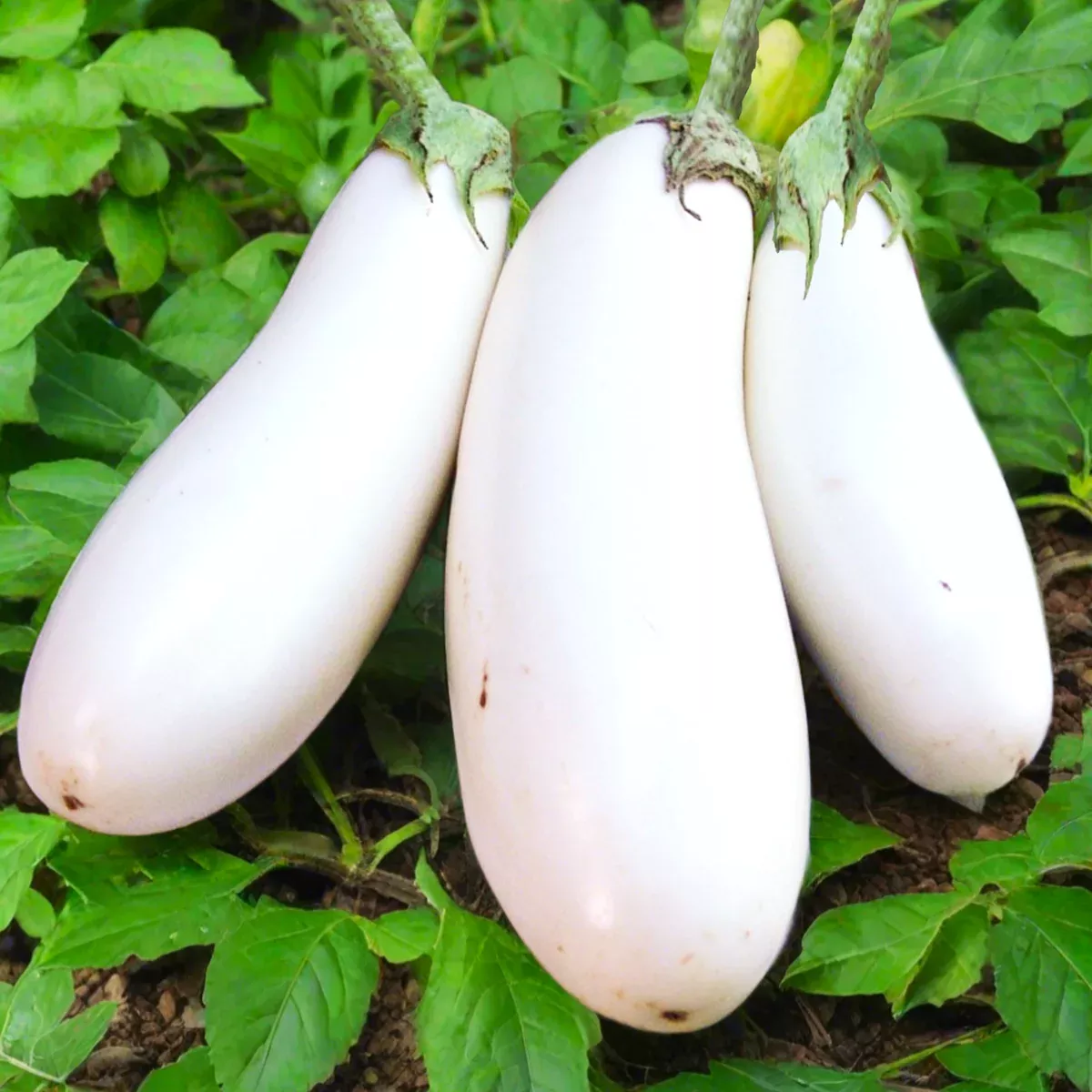 casper-white-eggplant Casper White Eggplant
