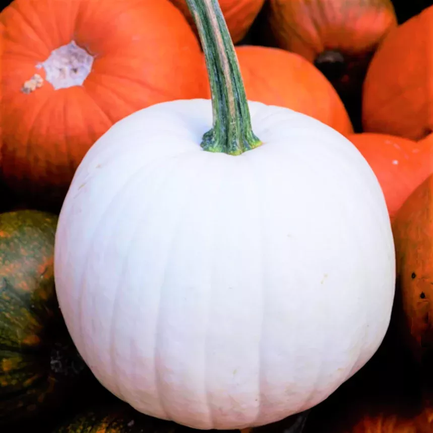 casper-white-pumpkin Casper White Pumpkin