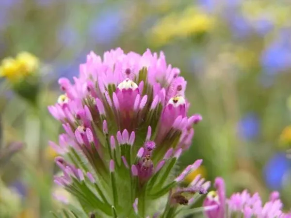 castilleja-exserta-purple-owl-s-clover-seed Castilleja exserta - Purple Owl's Clover (Seed)