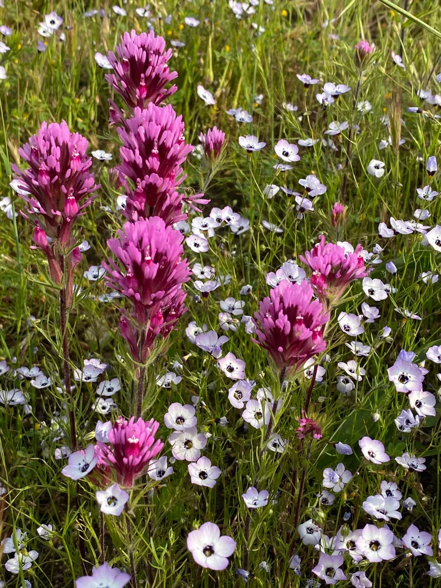 Castilleja exserta, Purple Owl's Clover
