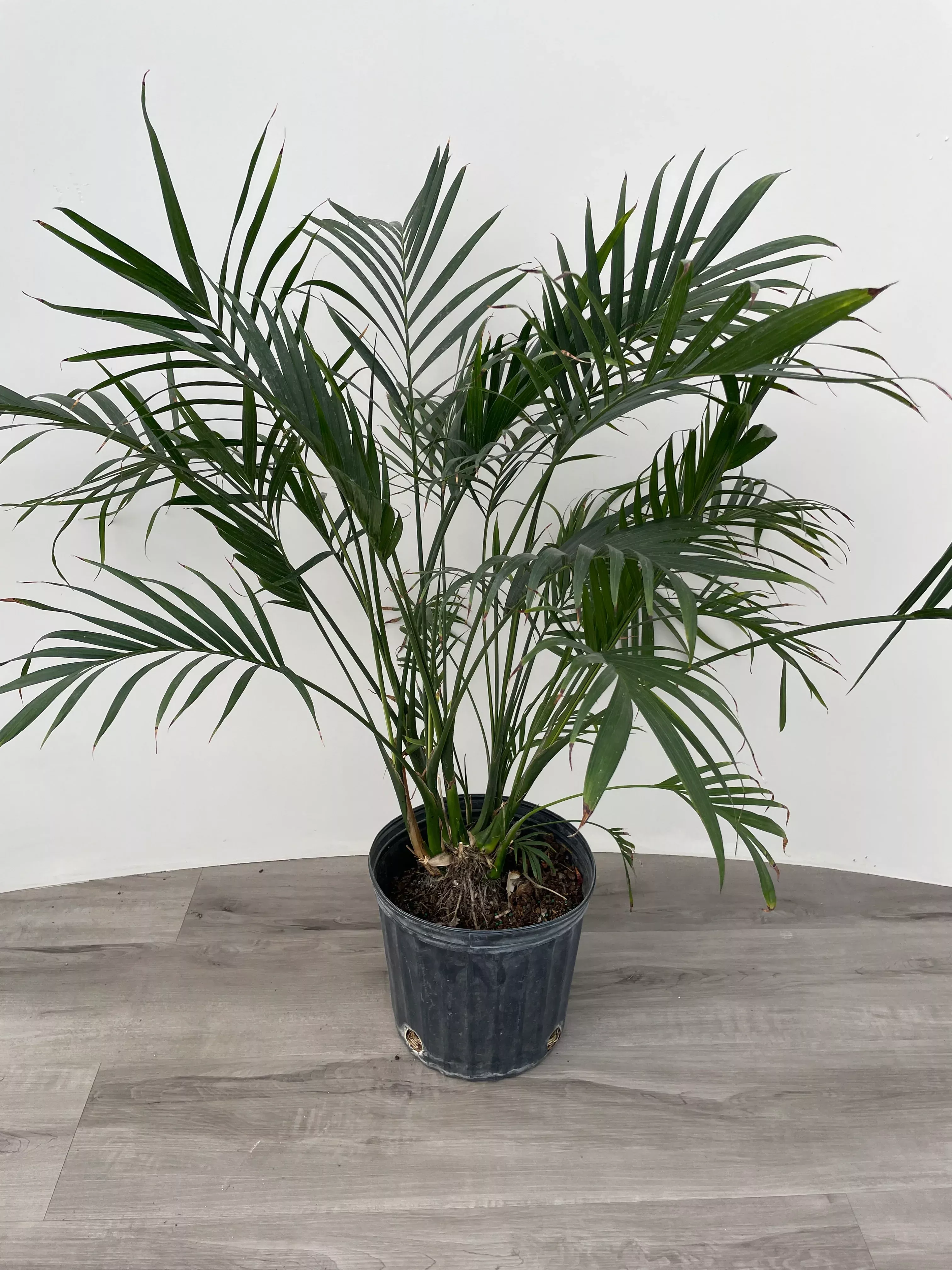 cat-palm Cat Palm