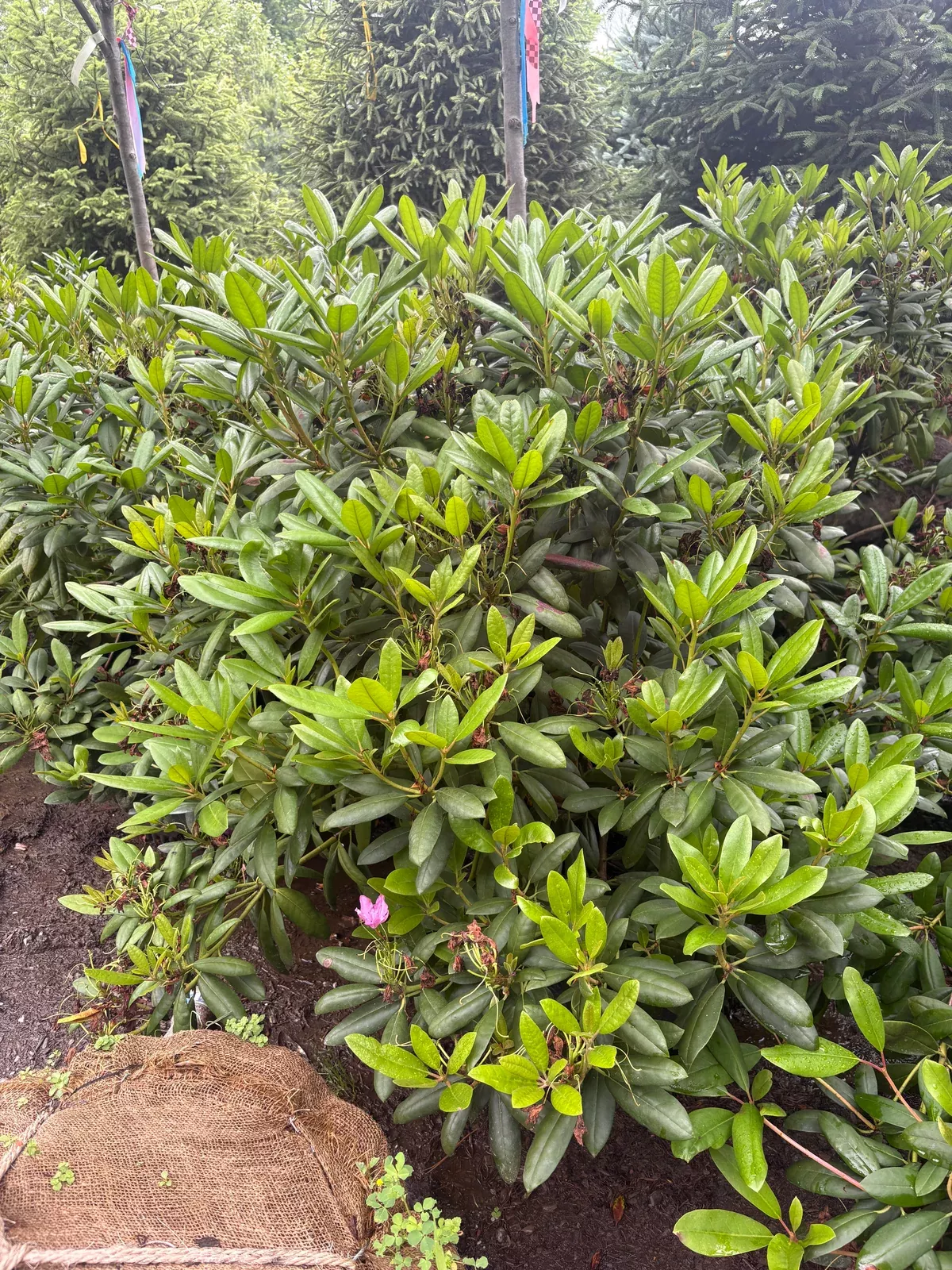 catawbiense-rhododendron Catawbiense Rhododendron