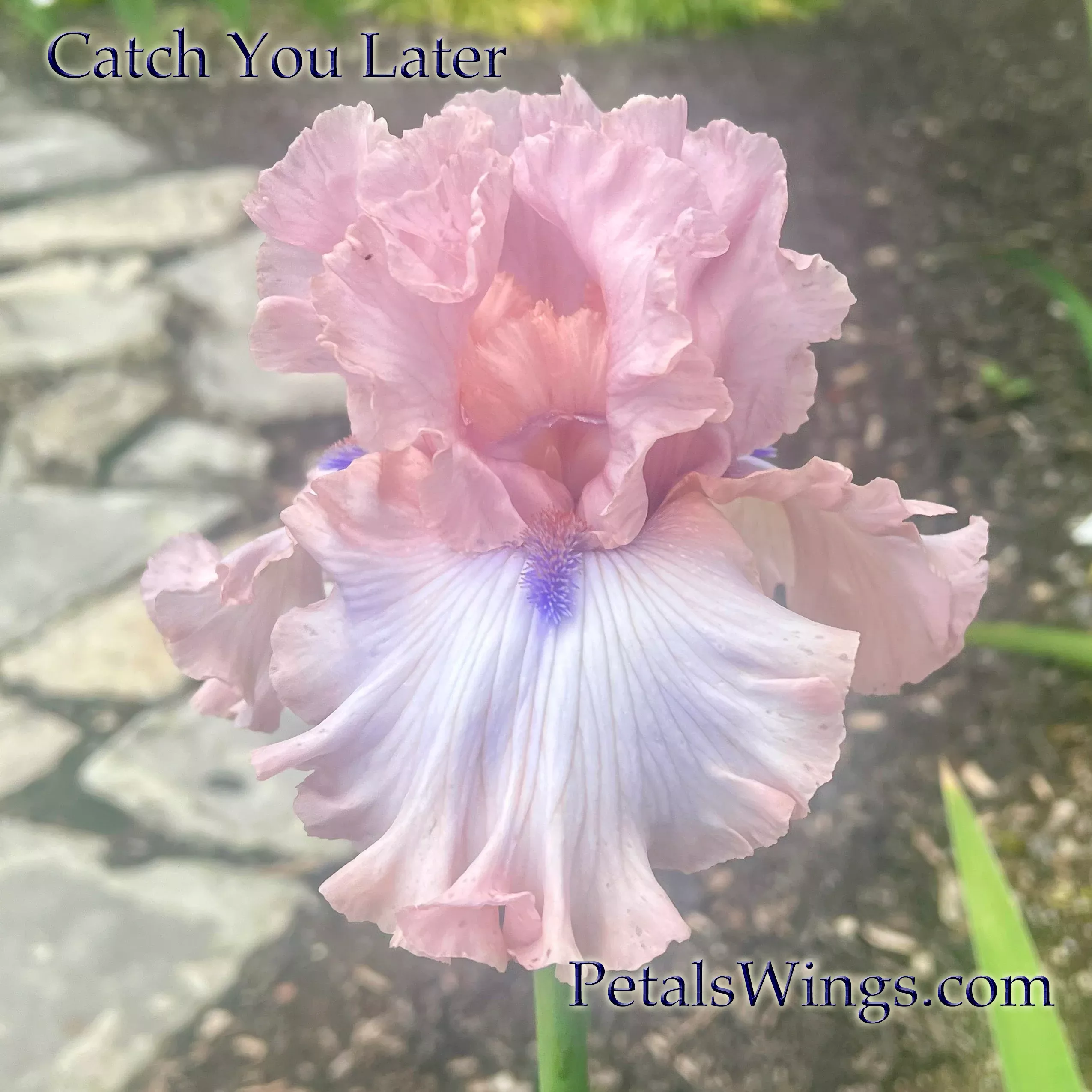 catch-you-later-2024-tb-fragrant CATCH YOU LATER - 2024 - TB - Fragrant