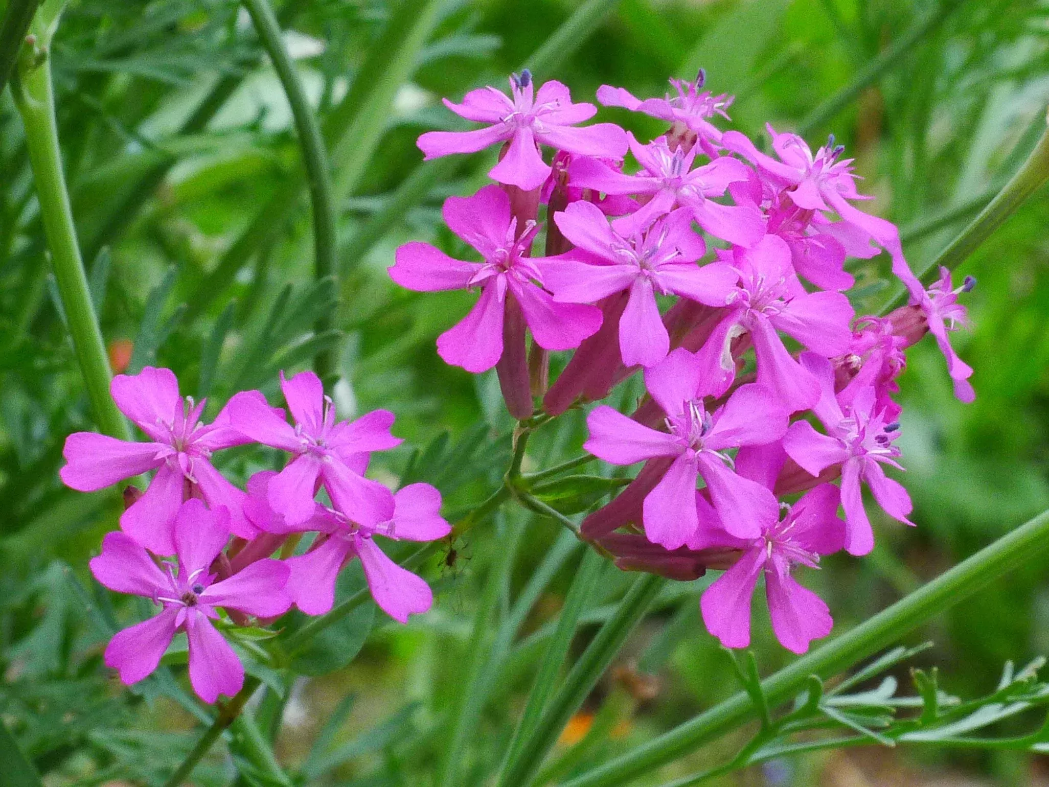 catchfly-flower-3000-flower-seeds-per-packet Catchfly Flower, 3000 Flower Seeds Per Packet