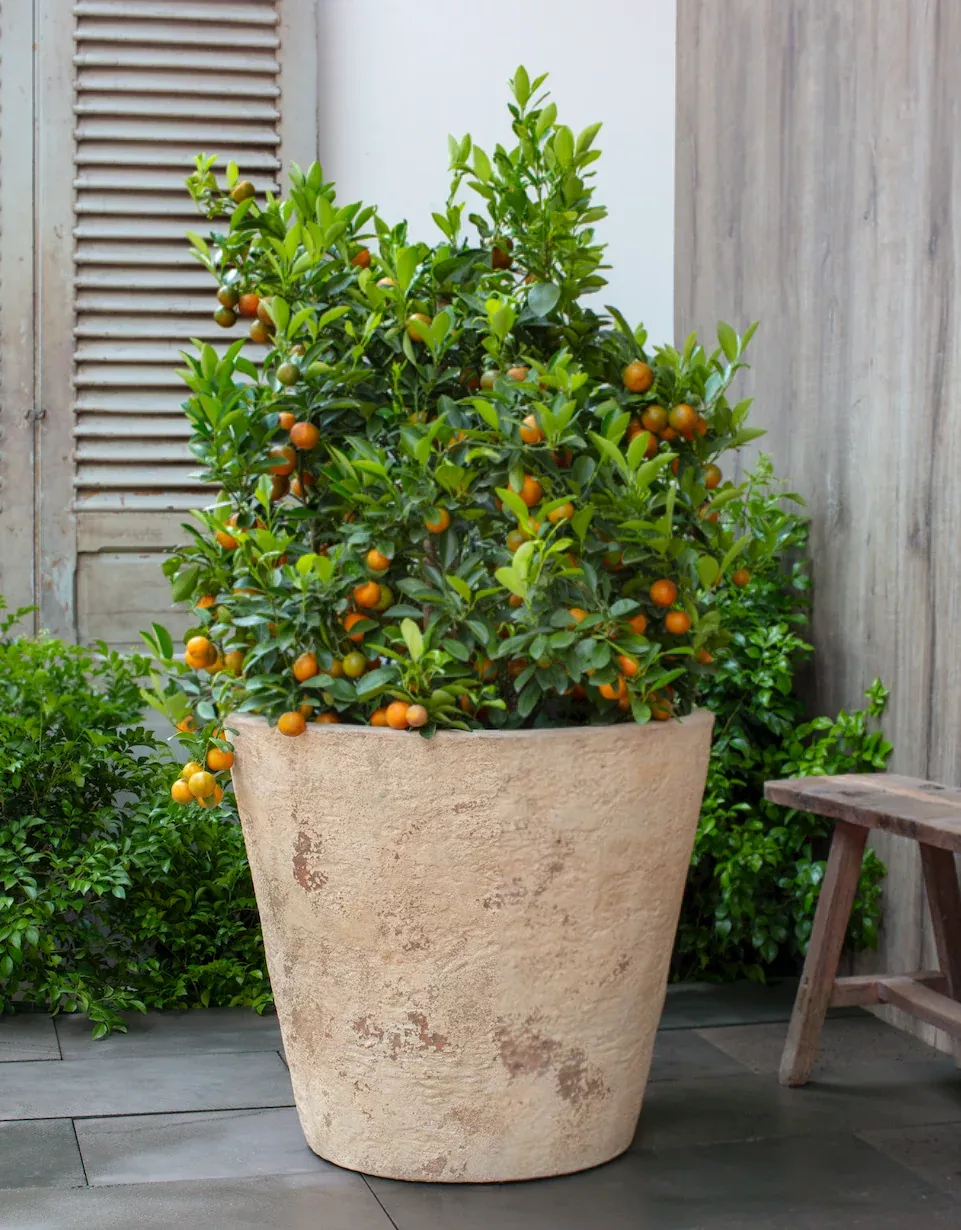 Catena Large Planter by Campania International