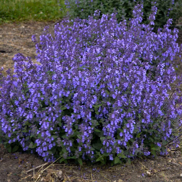 catmint-picture-puurfect-1-gal-jf Catmint:Picture Puurfect' - 1 Gal (Jf)