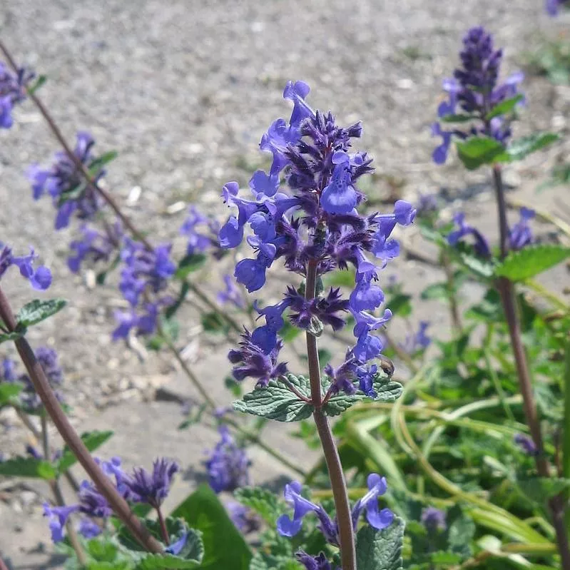 catmint-purrsian-blue-potted-catmint-plant Catmint Purrsian Blue Potted Catmint Plant