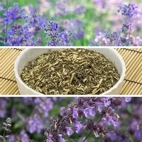 catmint-seeds Catmint seeds