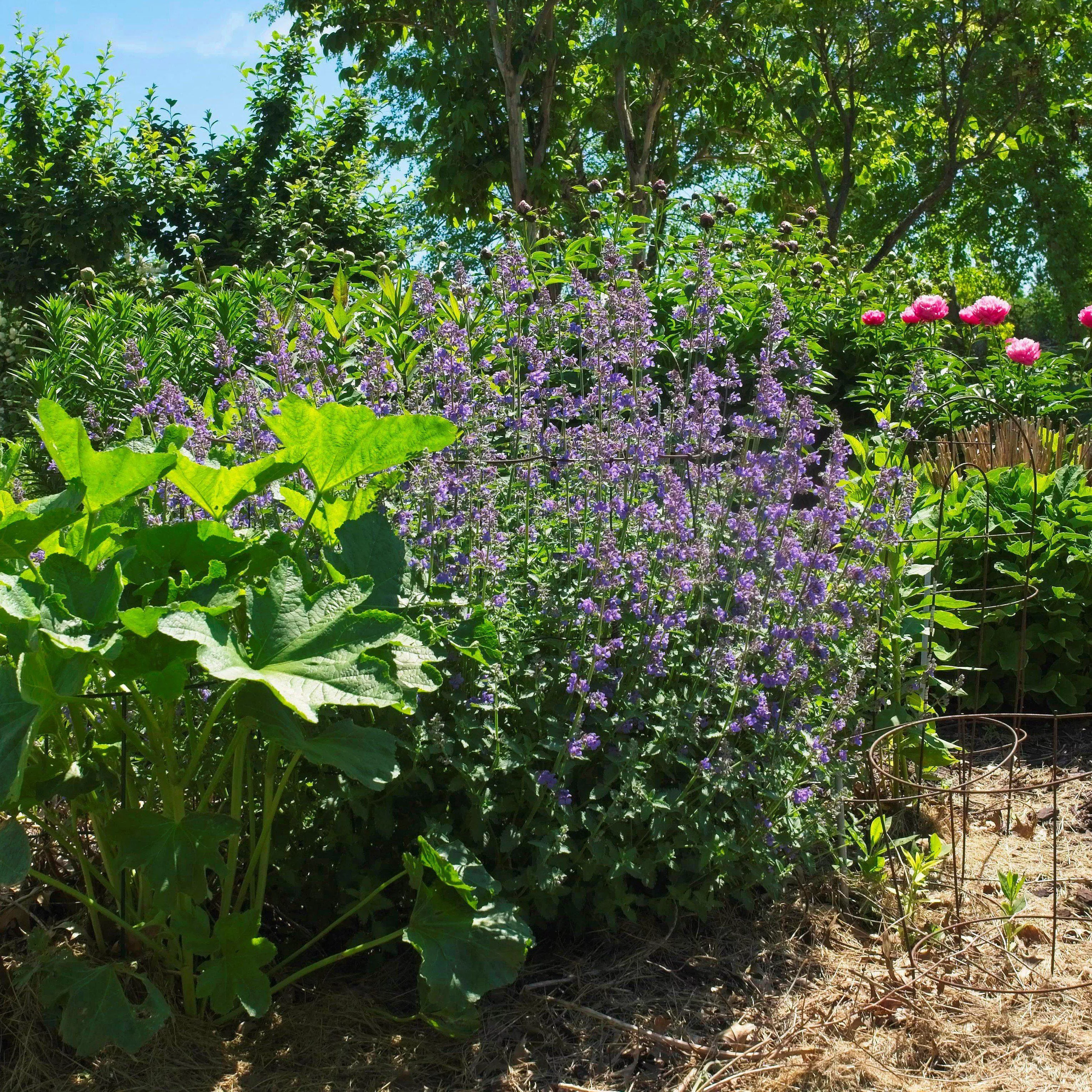 catmint-walker-s-low-potted-catmint-plant Catmint Walker's Low Potted Catmint Plant