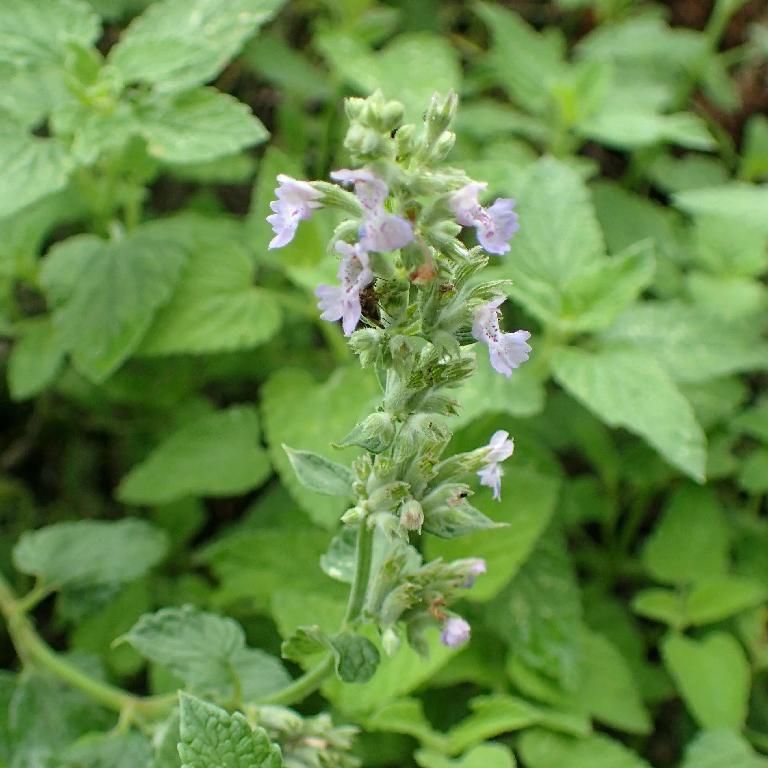 catmintblue-wonder-potted-catmint-plant CatmintBlue Wonder Potted Catmint Plant