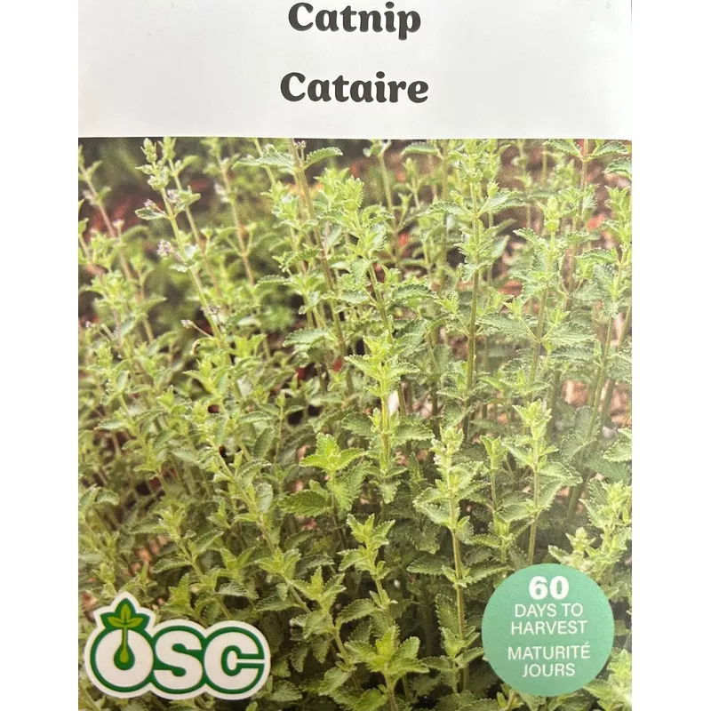 Catnip seeds