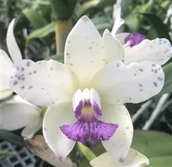 cattleya-amethystoglossa-v-coerulea-established-seedlings Cattleya amethystoglossa v. coerulea (established seedlings)