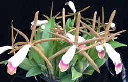 Cattleya araguaiensis