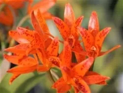 cattleya-aurantiaca-spots Cattleya aurantiaca ‘Spots’