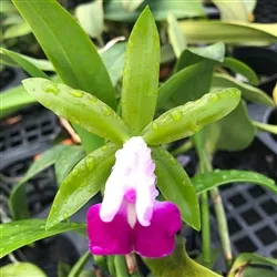 Cattleya dormaniana v. semi-alba
