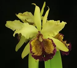 Cattleya dowiana v. aurea 'Haiku'
