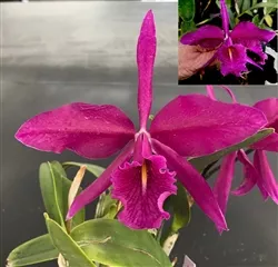 Cattleya maxima v. rubra ('Dark Knight' x 'Maui')
