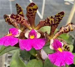cattleya-peckhaviensis-valley-isle Cattleya Peckhaviensis 'Valley Isle'