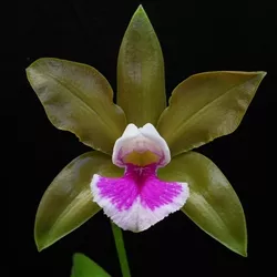 Cattleya tenius 'Valley Isle'