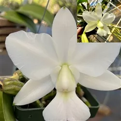 Cattleya walkeriana albescens 'Snow Bird'