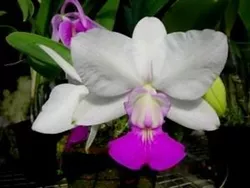 Cattleya walkeriana v. semi alba