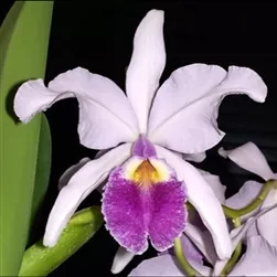 Cattleya warscewiczii v. coerulea
