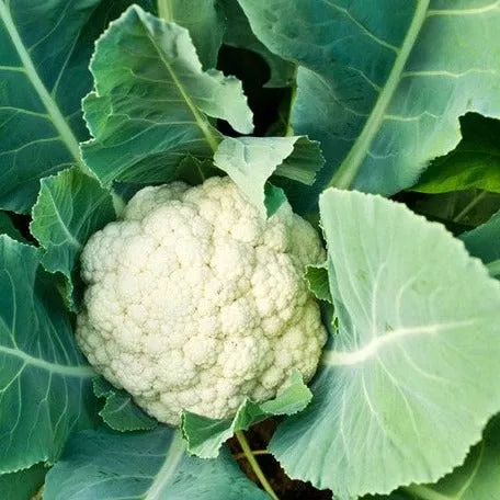 cauliflower-all-year-round-seeds Cauliflower - All Year Round seeds