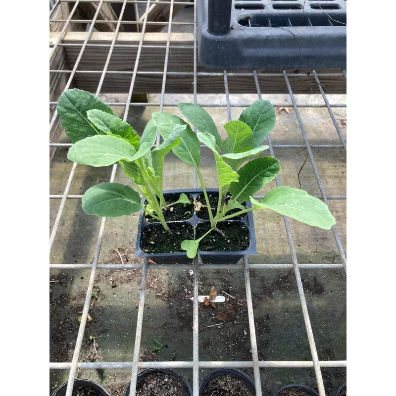 Cauliflower, Skywalker F1