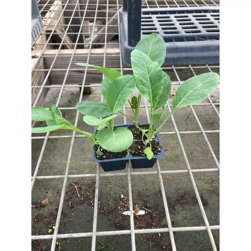 Cauliflower, Snowball