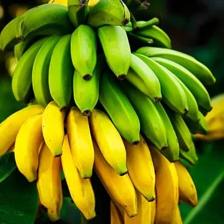 cavendish-dwarf-banana-plant Cavendish Dwarf Banana Plant