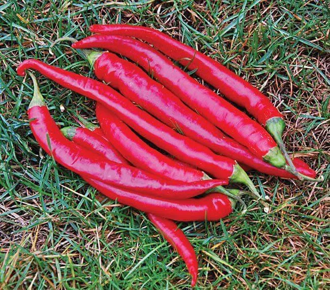 cayenne-large-red-thick Cayenne - 'Large Red Thick'