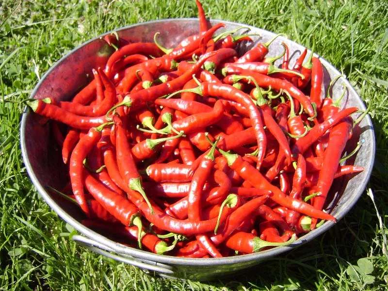 cayenne-ring-fire Cayenne 'Ring of Fire'