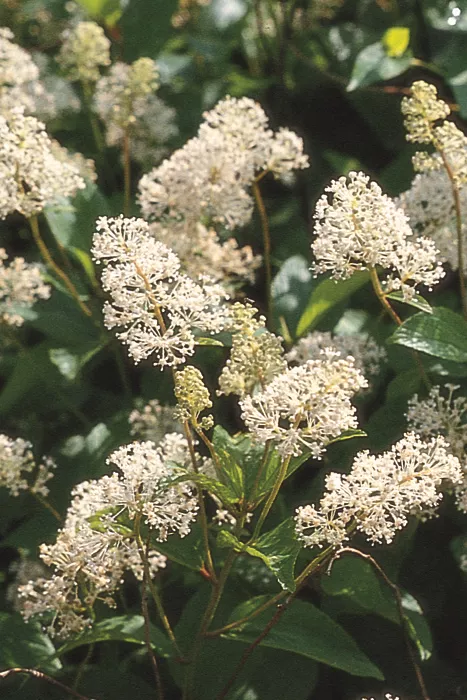 Ceanothus americanus - New Jersey Tea