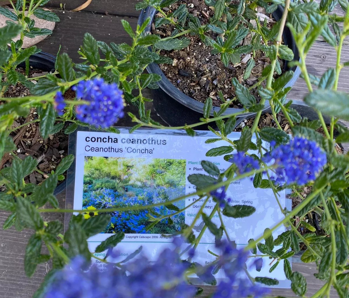 Ceanothus 'Concha' Concha Ceanothus
