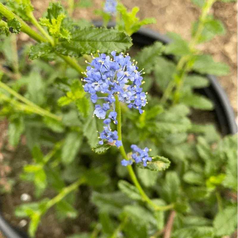 ceanothus-joyce-coulter Ceanothus 'Joyce Coulter'