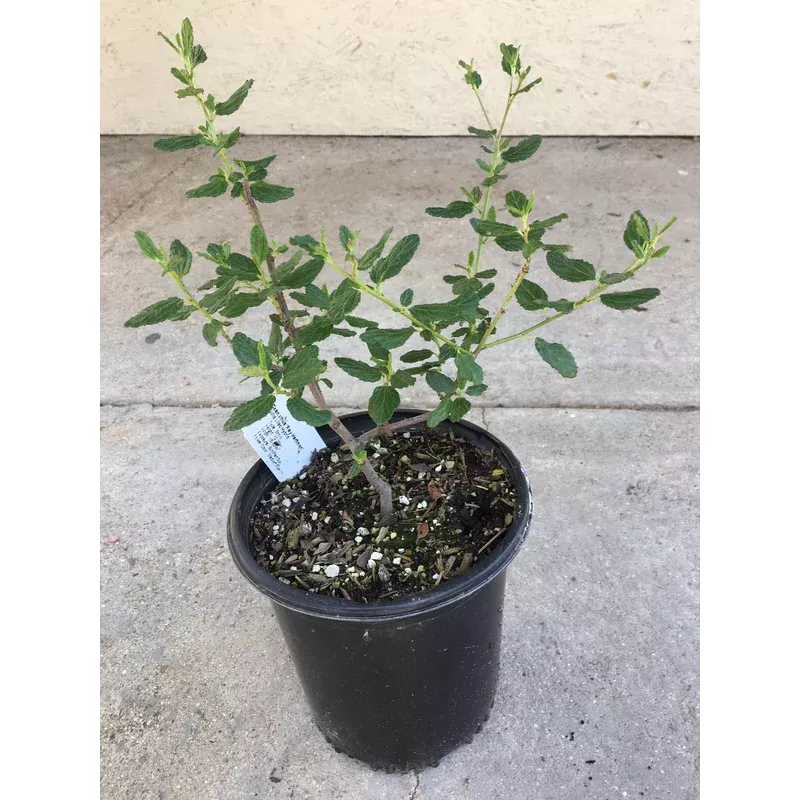 ceanothus-ray-hartman Ceanothus 'Ray Hartman'