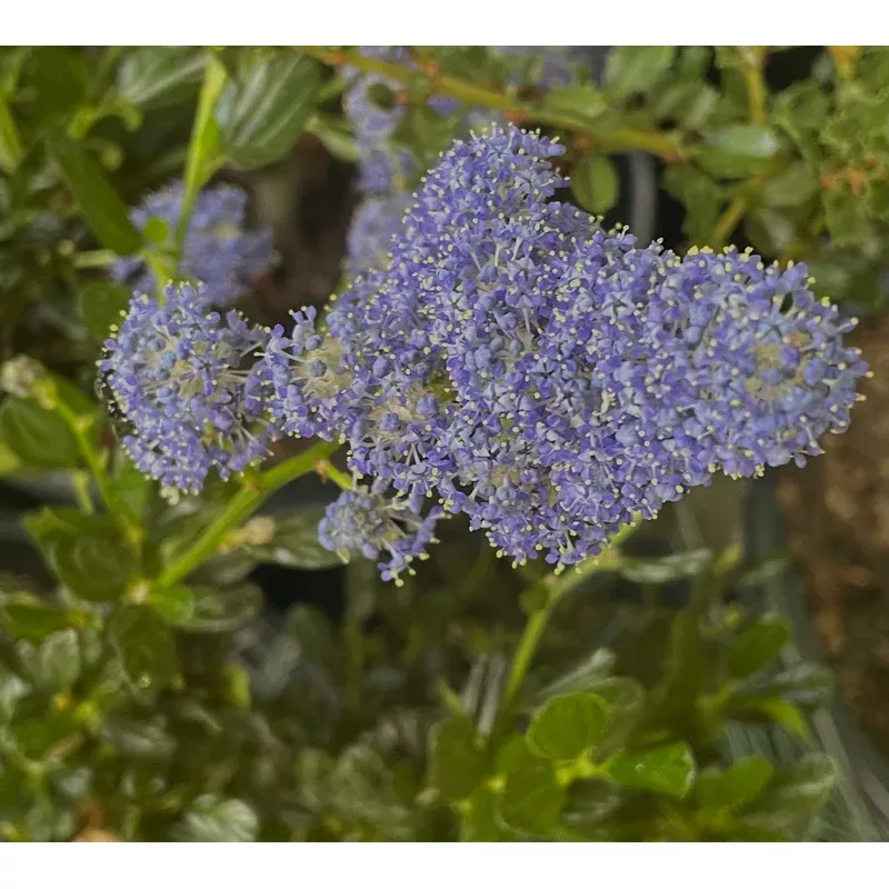 ceanothus-thyrsiflorus-skylark Ceanothus thyrsiflorus 'Skylark'