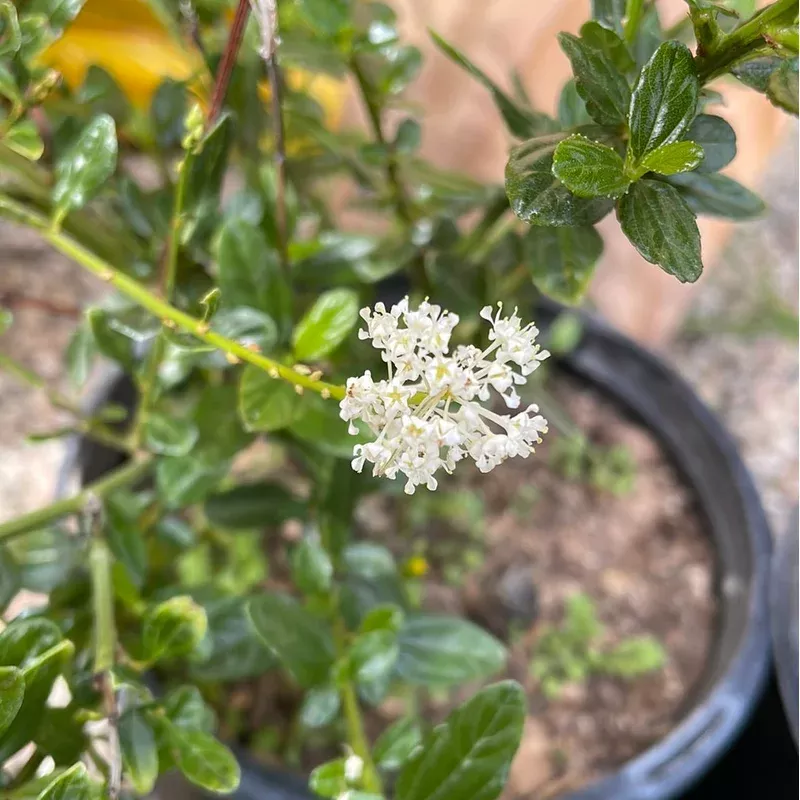 ceanothus-thyrsiflorus-snow-flurry Ceanothus thyrsiflorus 'Snow Flurry'
