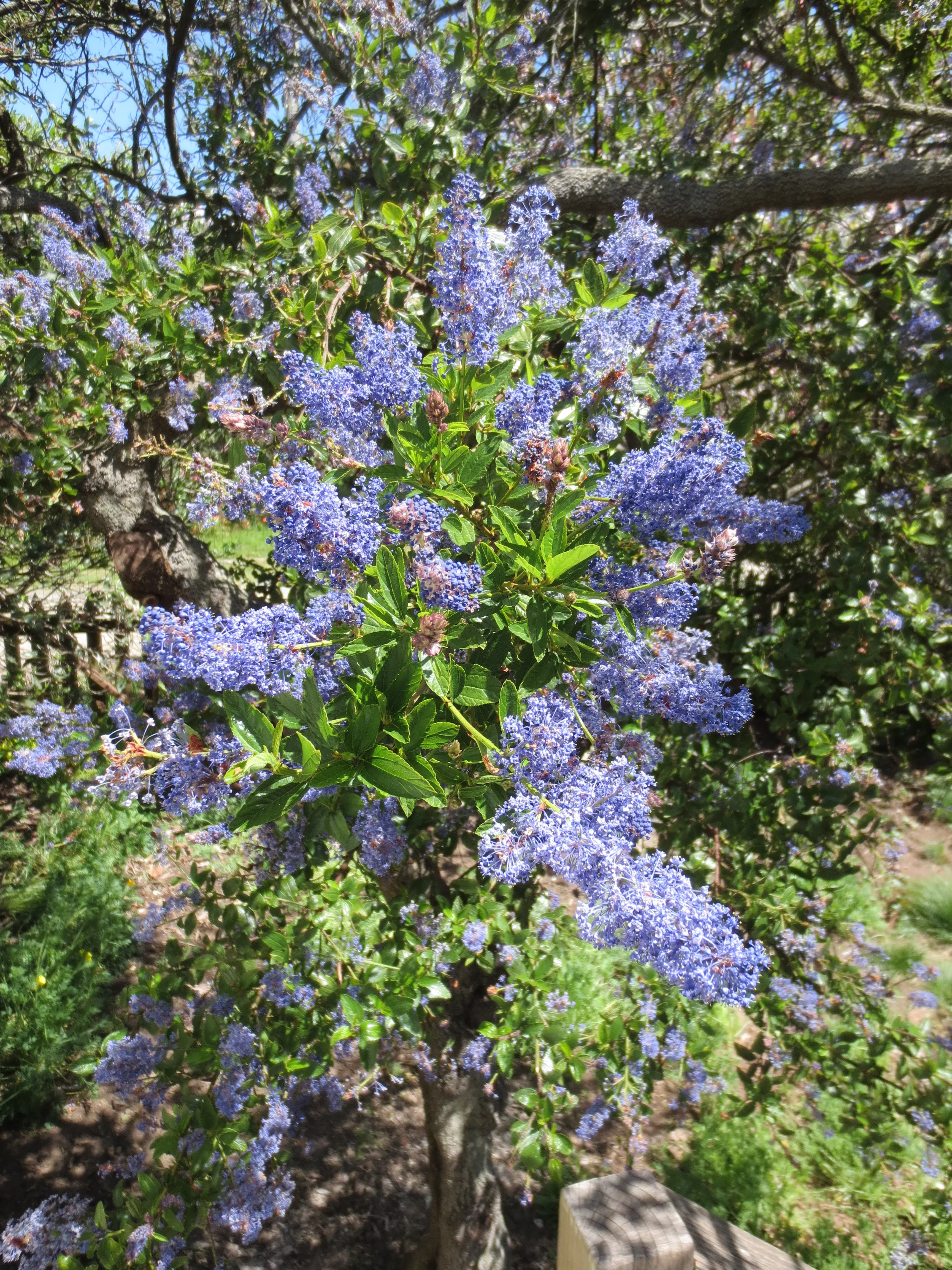 ceanothus-thyrsiflorus-wild-lilac Ceanothus thyrsiflorus, Wild Lilac